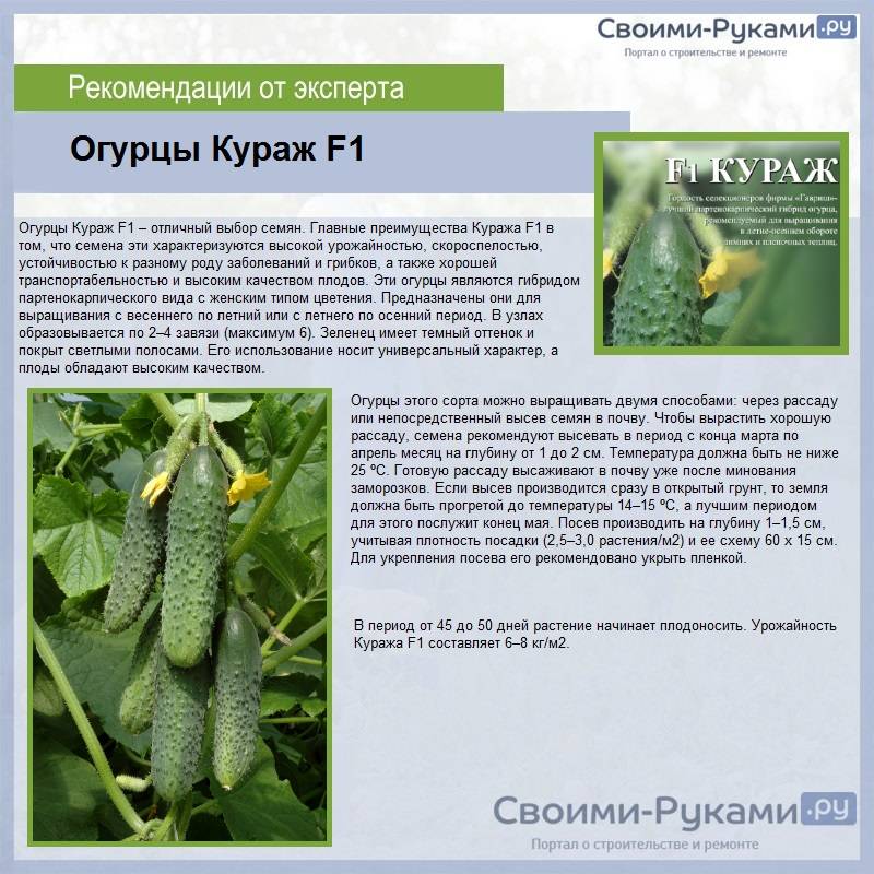 Огурец метелица f1: описание сорта, отзывы и фото тех кто выращивал сорт