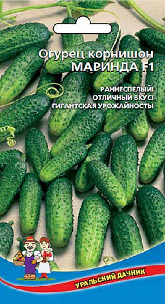 Огурец петербургский экспресс f1: характеристика и описание сорта с фото