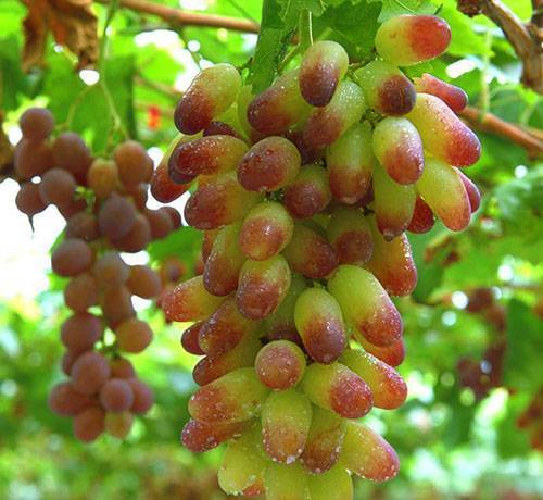 Виноград голд фингер: описание сорта, фото, отзывы, характеристики и технология выращивания