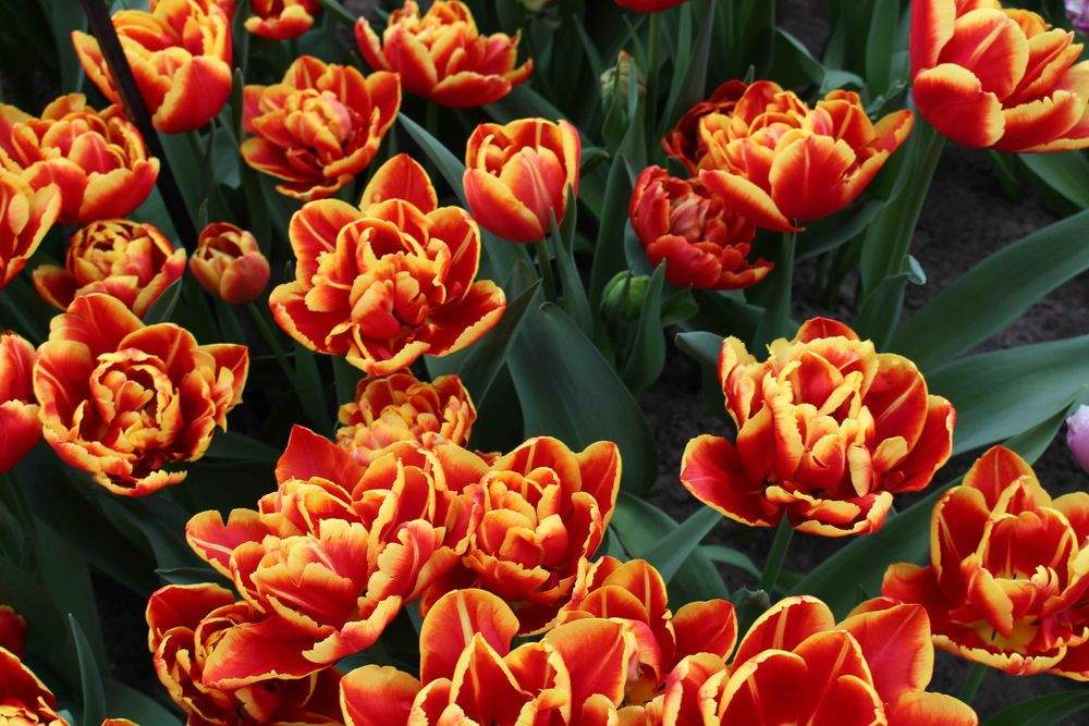 Весенний бал цветов: на «паркете» – тюльпаны махровые!