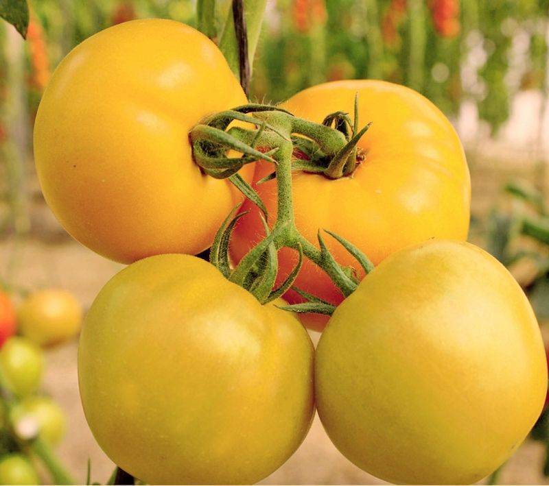 Описание томата с гигантскими плодами золотой бык и урожайность сорта