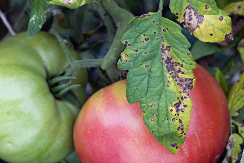 Фитофтора на помидорах: как бороться народными средствами в теплице и в открытом грунте, признаки и причины появления, полезные рекомендации