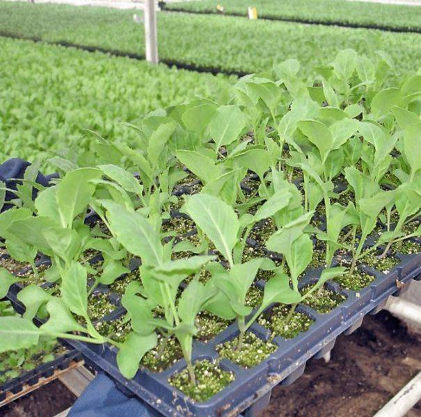 Как правильно выращивать капусту белокочанную