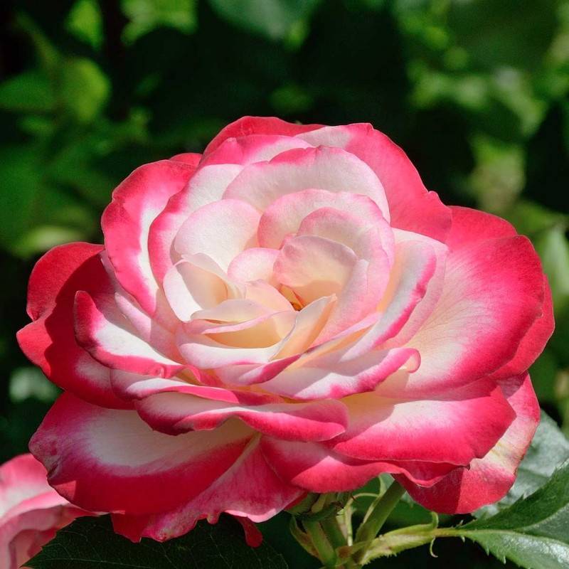 Роза принц монако: флорибунда с градиентным цветом лепестков