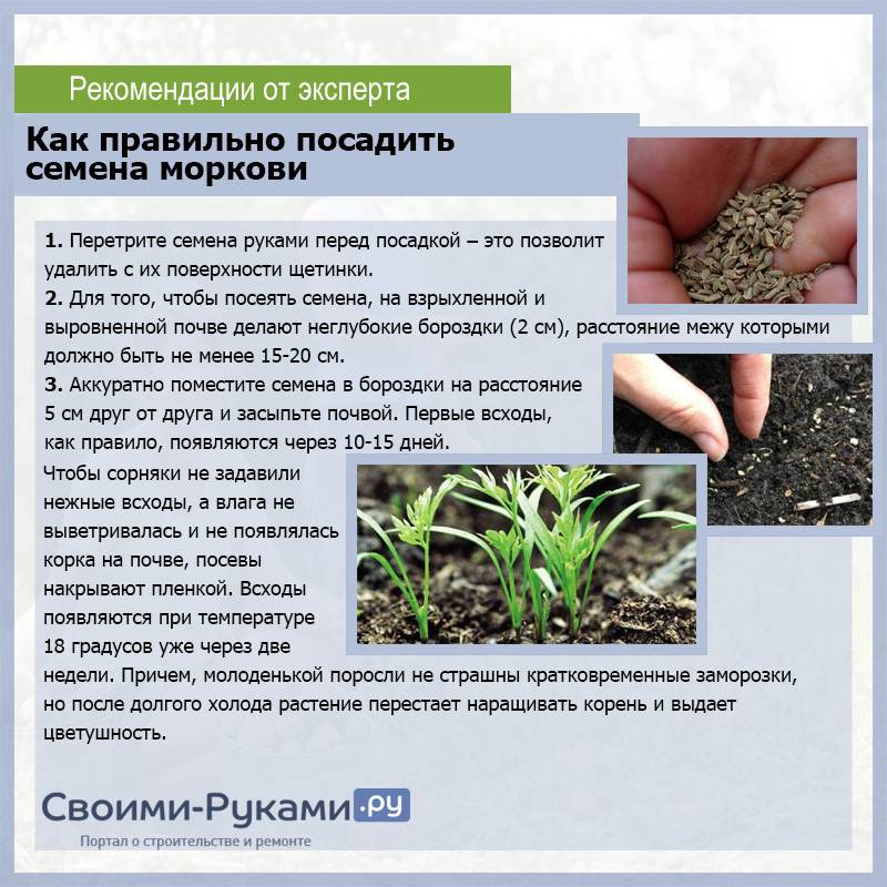 Как посадить морковь на семена: как самостоятельно вырастить корнеплоды, чтобы получить свой посевной материал, также как собрать хорошие семечки и когда это делать? русский фермер