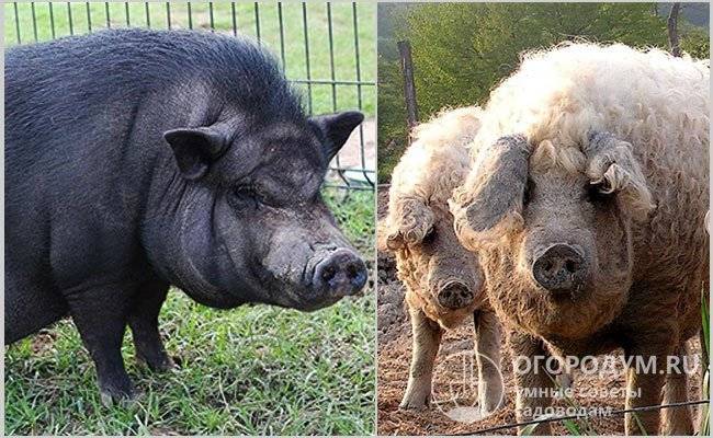 Породы свиней кармал: характеристика, содержание и уход