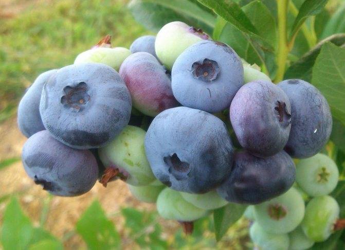 Голубика дюк: описание сорта и особенности выращивания