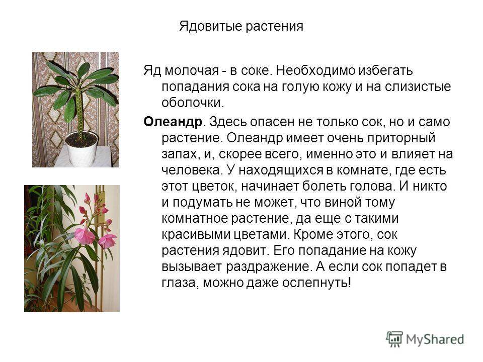 Комнатное растение молочай: польза и вред, чем опасен ядовитый сок цветка selo.guru — интернет портал о сельском хозяйстве