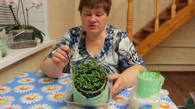 Юлия миняева - подкормка помидоров: пикировка томатов в улитку, посадка в пеленках, видео