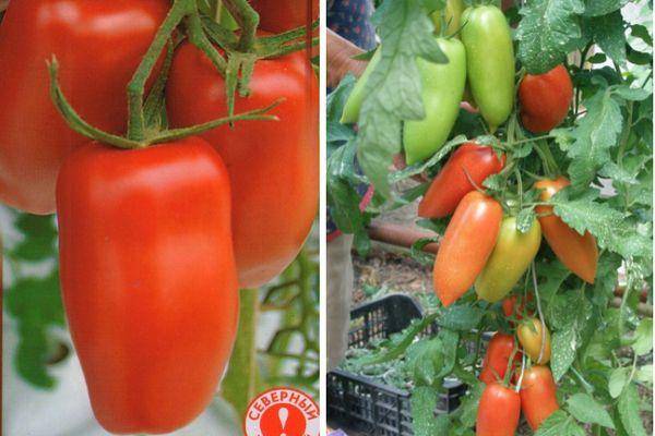 Описание сорта томата перчик, его достоинства и недостатки - всё про сады