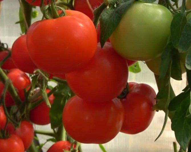 Сорт помидора «любаша»: фотографии, описание и отзывы