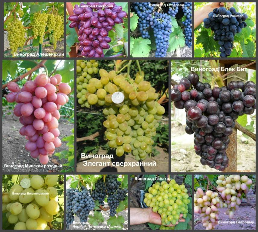 Сорт винограда Гарнача: описание и вкус, выращивание и уход с фото
