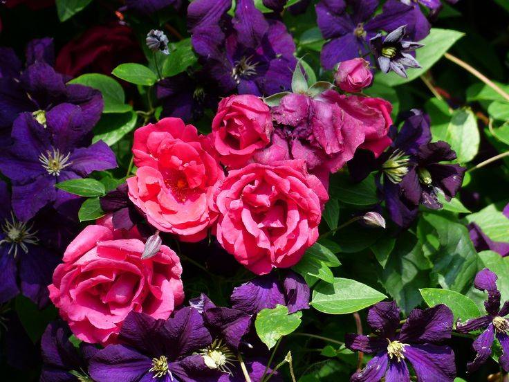 Описание сортов фиолетовых роз, посадка, выращивание и уход