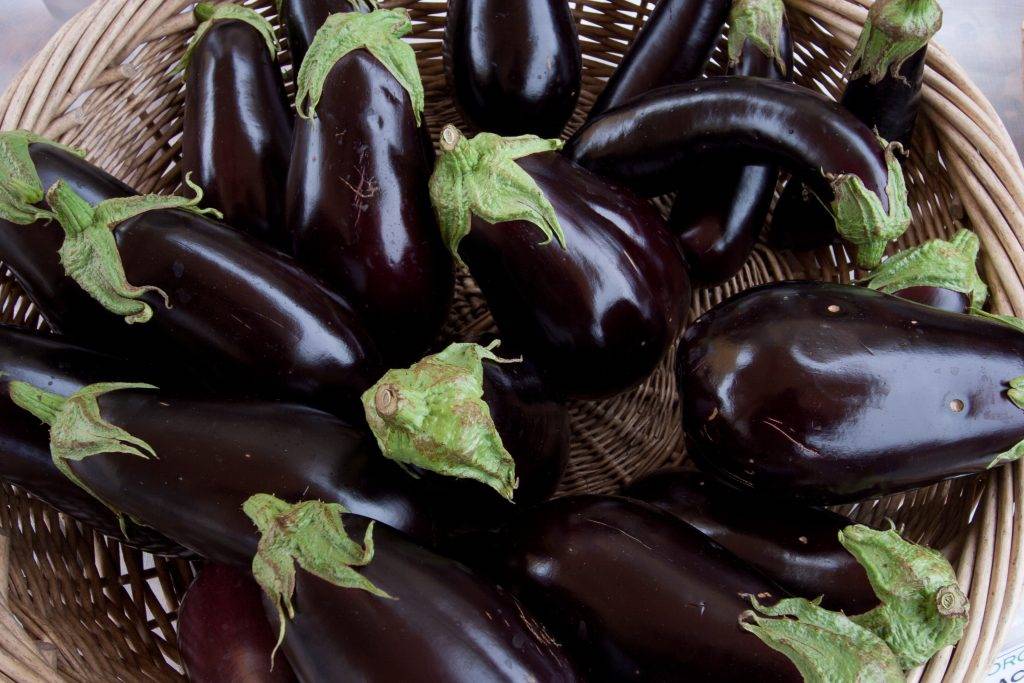 Описание, характеристика и особенности выращивания баклажана король рынка f1