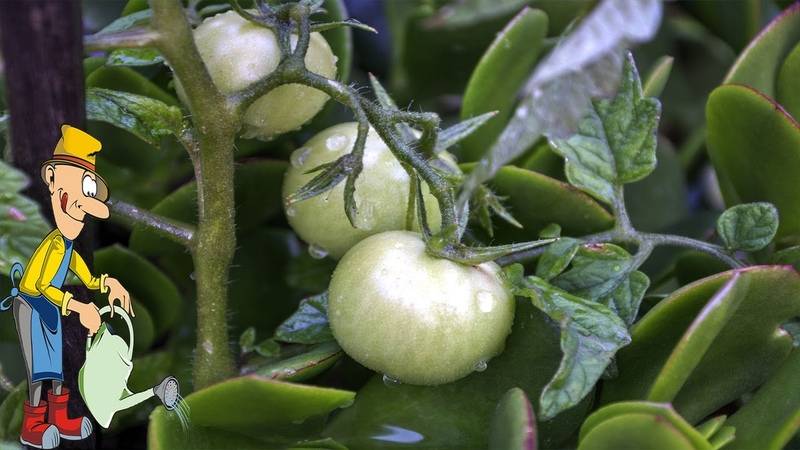 Лучшие средства от фитофторы на помидорах: самые эффективные, как обрабатывать