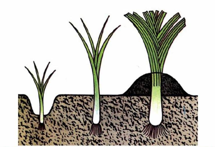Лук-порей – выращивание в открытом грунте, посев семян на рассаду, уход