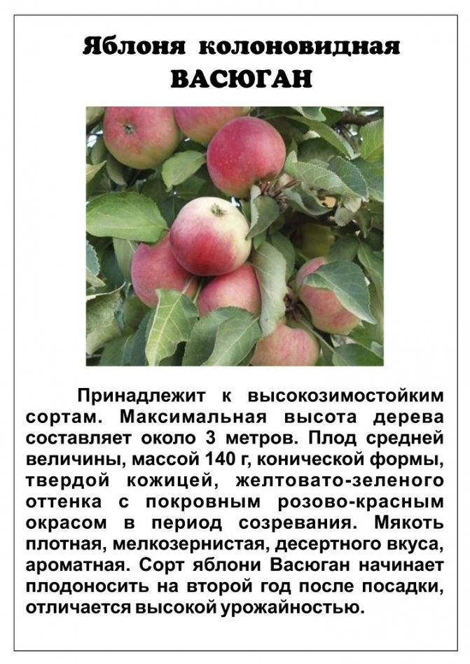 Яблоня сорта вэм-розовый: описание и характеристика сорта, особенности и правила выращивание дерева на участке, фото