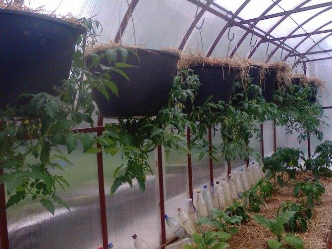 Оригинальный способ выращивания помидоров вверх корнями