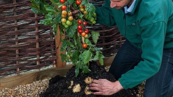 Высокорослые помидоры для открытого грунта: лучшие сорта, как выращивать