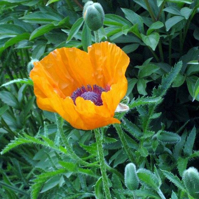Цветок мак: уход и посадка, как цветут садовые сорта, как размножается растение