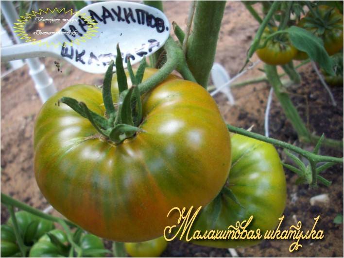 Характеристика и описание томата “сибирский малахит”