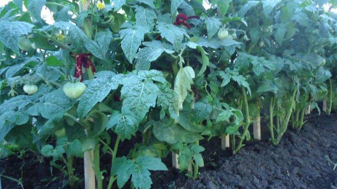 Отличный урожай даже в самых суровых условиях — томат демидов: описание сорта и его характеристики