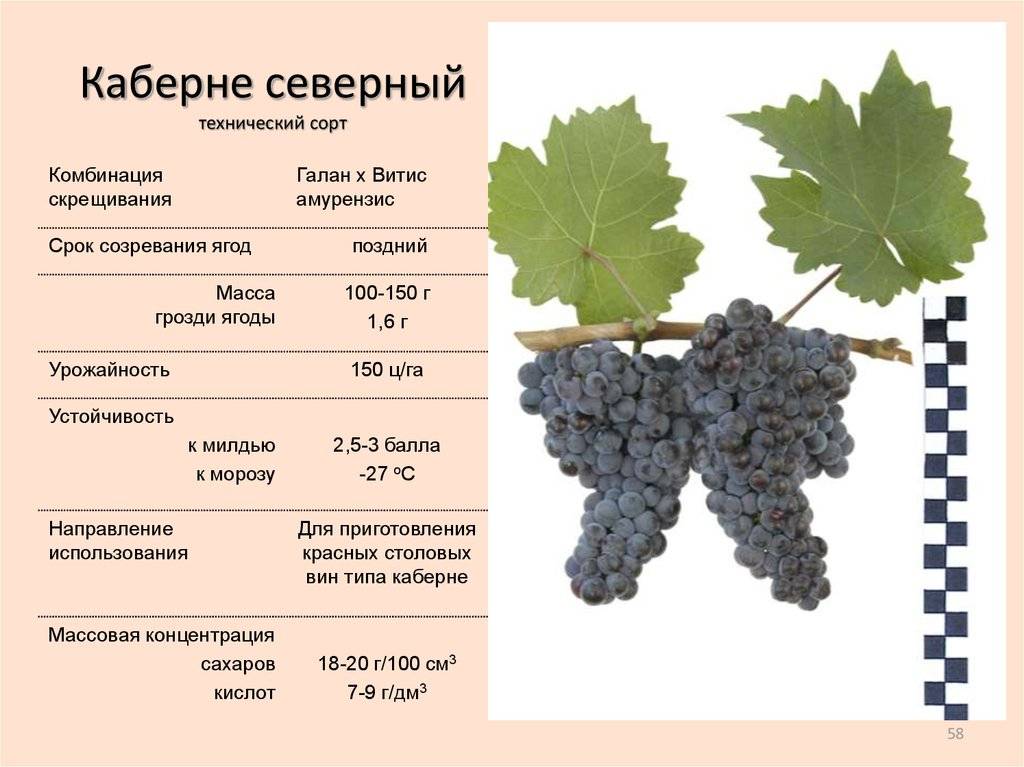 Описание, полезные свойства и технология выращивания винограда сорта академик авидзба