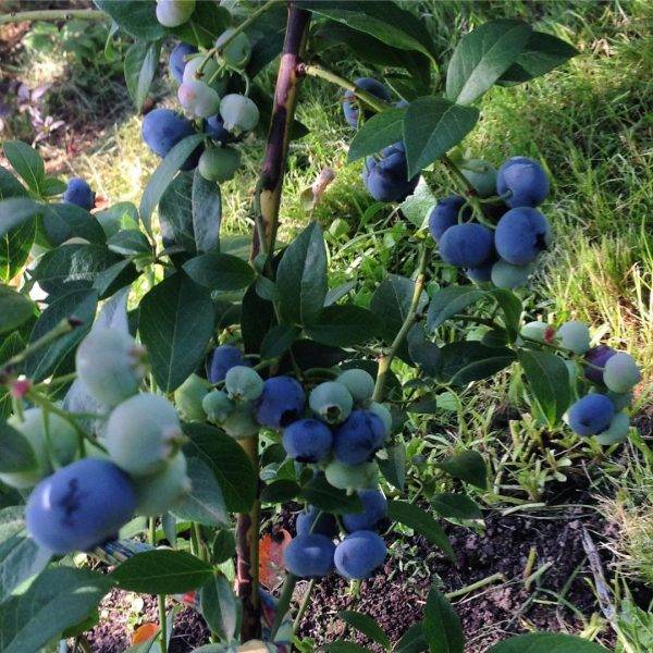 Голубика садовая – правила посадки, выращивание и уход, фото, отзывы