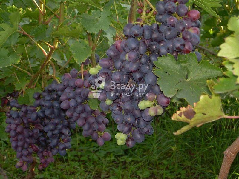 Виноград краса никополя - мыдачники