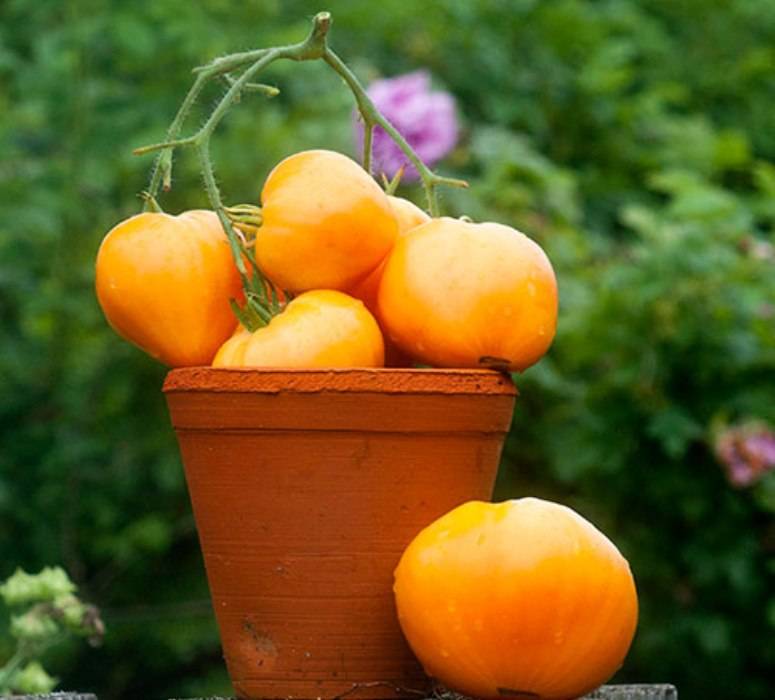 Описание сорта томата сердце ашхабада и его характеристика - навыки садовода