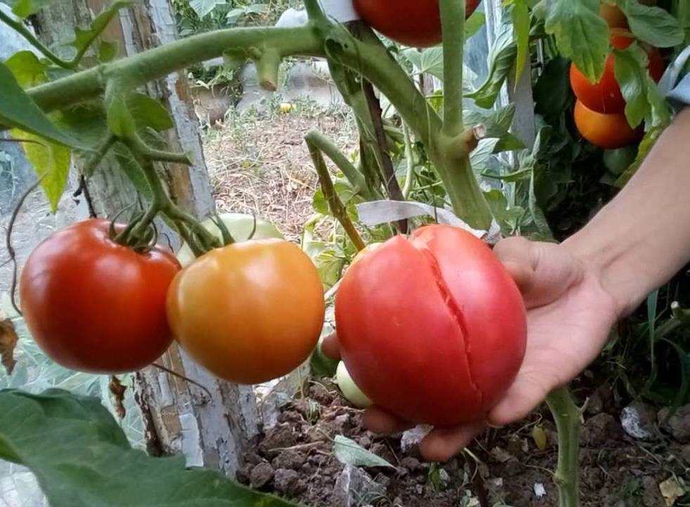 Что делать, если трескаются помидоры при созревании в теплице?