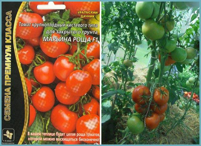 Томат марьина роща: описание и характеристика сорта, урожайность с фото