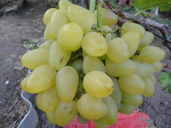 Виноград бажена: описание сорта, особенности выращивания, отзывы