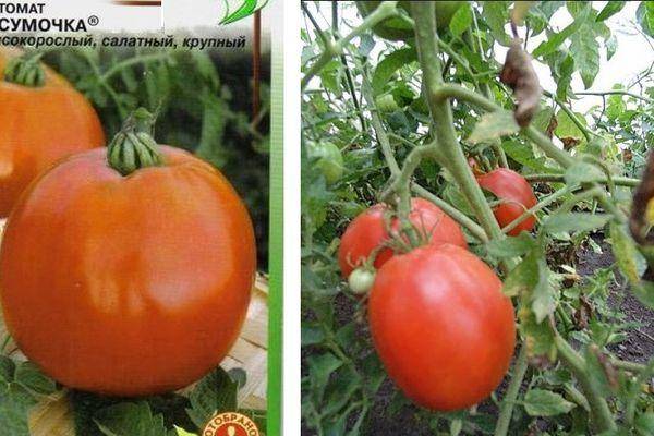 Какие сорта томатов разных цветов растут крупными кистями и дают высокий урожай