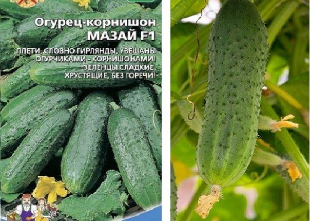 Описание огурца марьина роща и рекомендации по выращиванию сорта