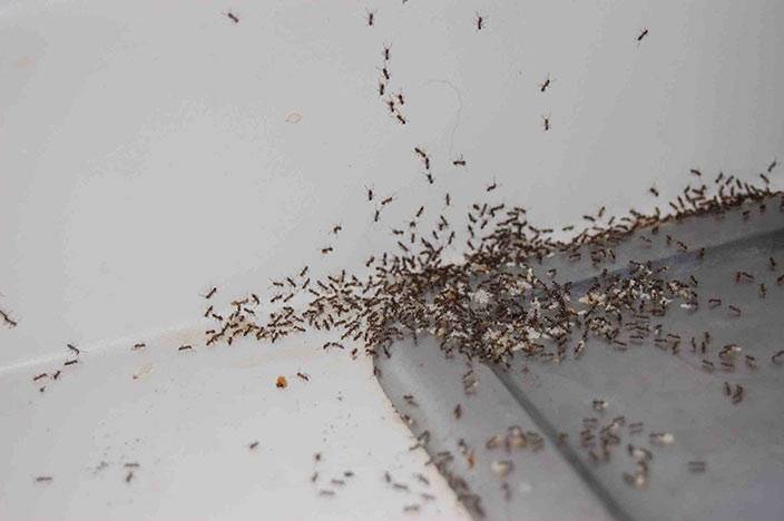 Топ-15 способов борьбы с муравьями