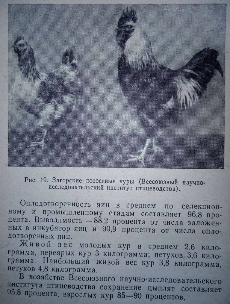 Котляревская порода кур – описание, фото, отзывы