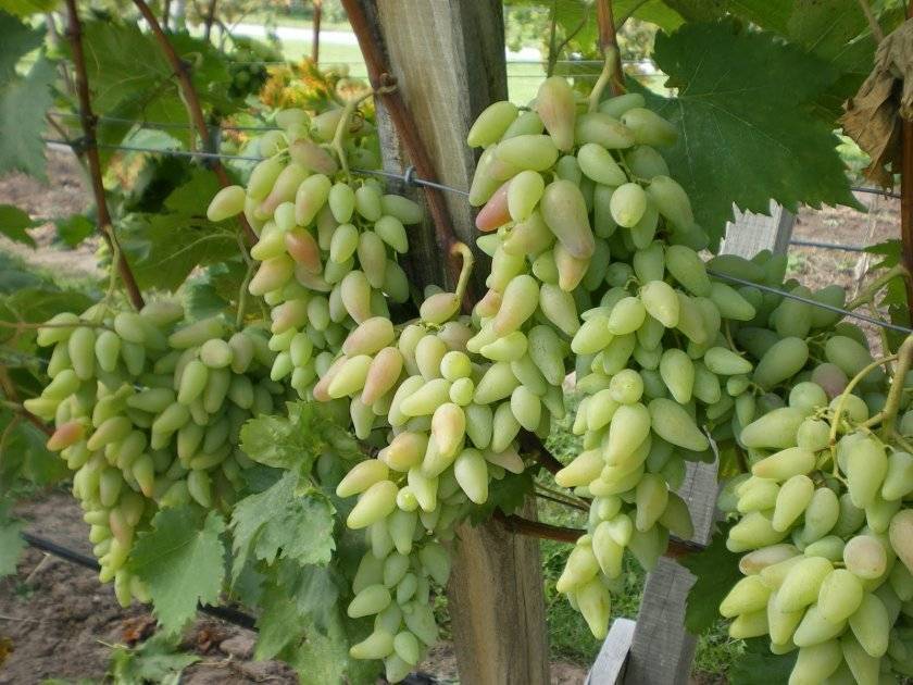 Описание и характеристики сорта винограда «оригинал»
