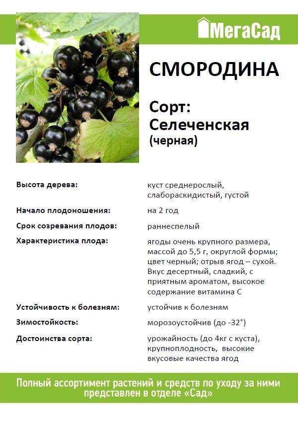 Смородина гулливер: описание сорта черной ягоды, ее особенности и характеристики, фото