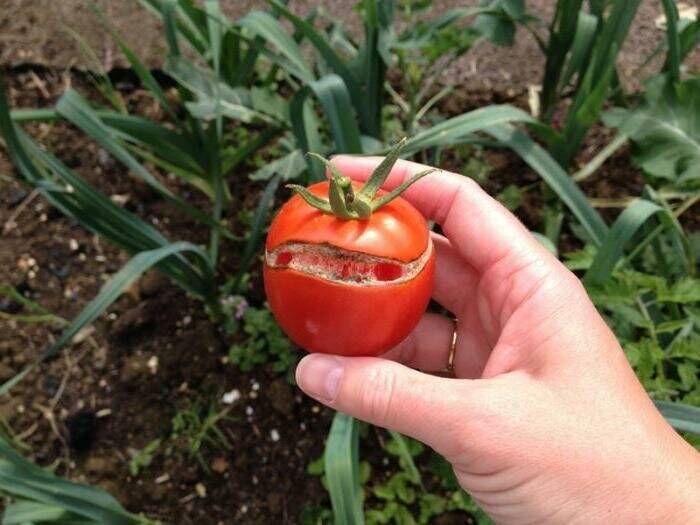 Почему трескаются помидоры в теплице - основные причины
