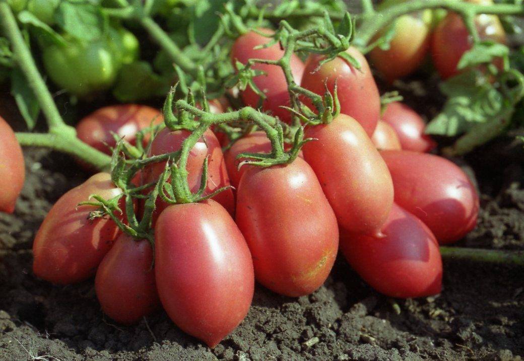 Любимые белорусские сорта томатов. о чем говорят листья: признаки дефицита конкретных элементов