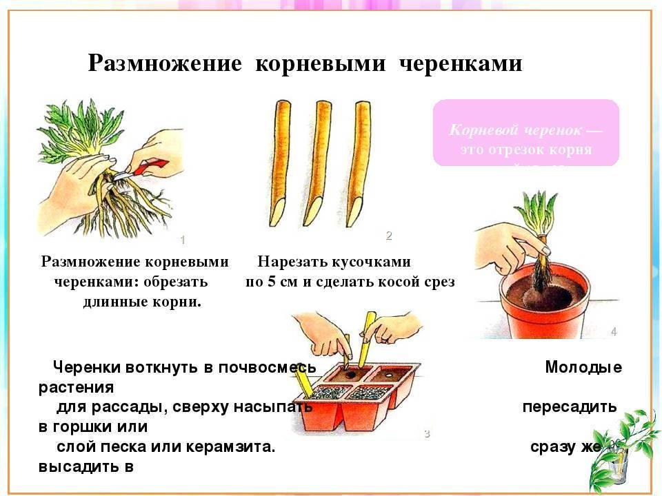 Черенкование xризантем: правила размножения в домашних условиях, как укоренить