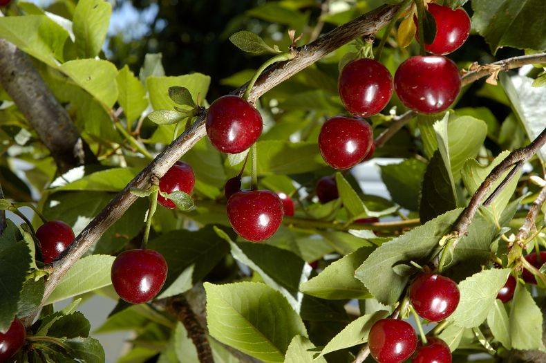 Описание сорта вишни памяти вавилова — лучшей по мнению садоводов россии, украины и беларуси
