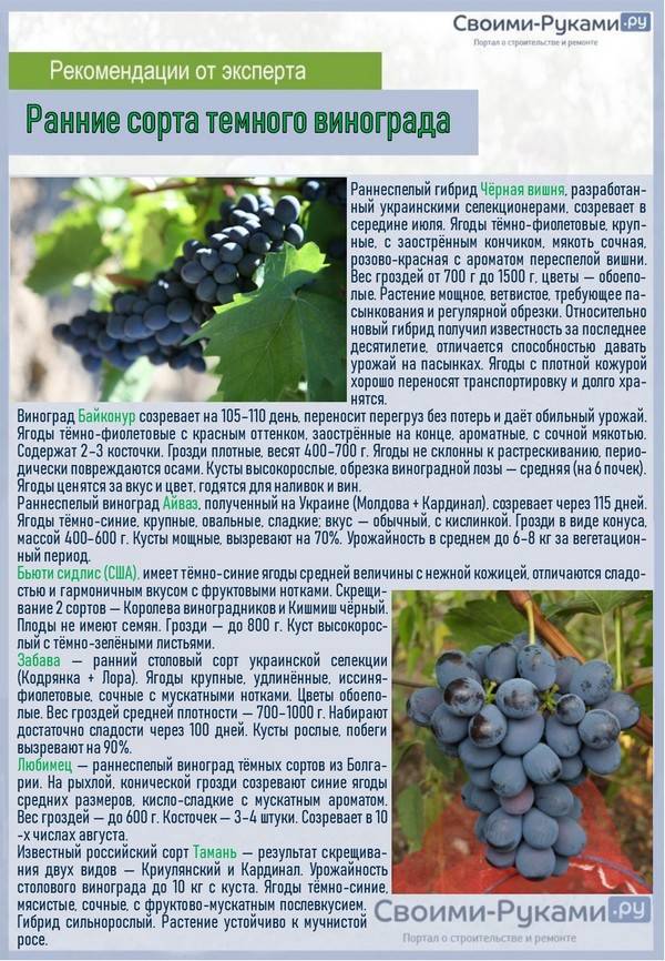 Виноград гурман: описание, отзывы, правила выращивания, фото