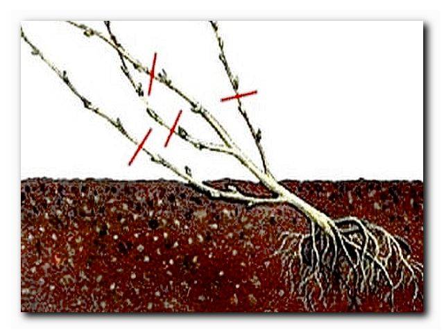Когда и как правильно посадить смородину осенью саженцем: схемы, сроки, уход
