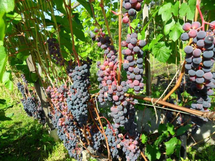 Виноград саперави: описание сорта, правила ухода и посадки, где растет