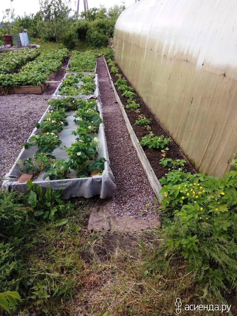 Агротехника посадки клубники на высокие грядки по финской технологии выращивания