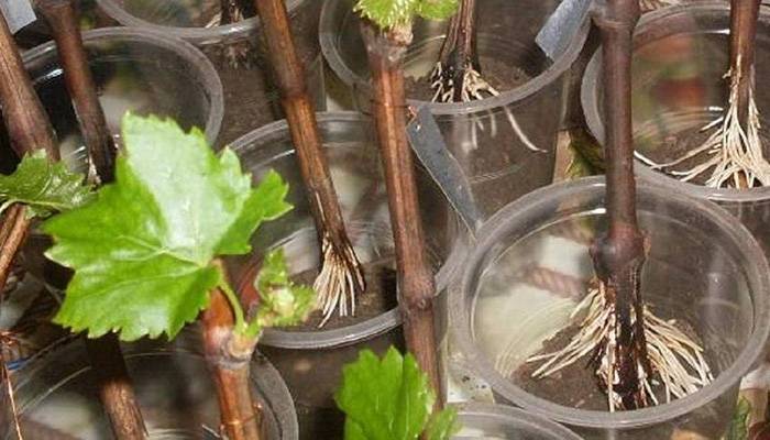 Как размножить виноград: топ простых способов с фото, схема формирования черенками, отводками, весной, осенью в домашних условиях