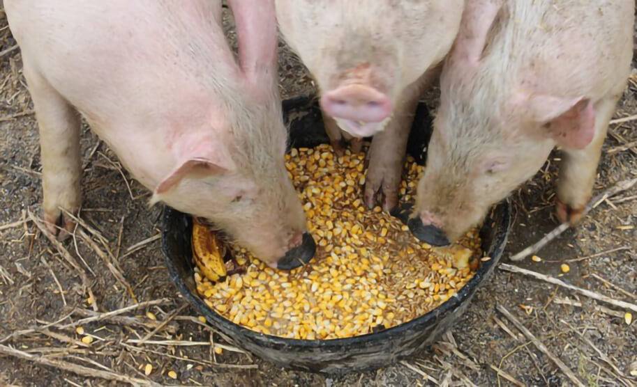 Виды и размеры бункерных кормушек для свиней, чертежи и установка своими руками