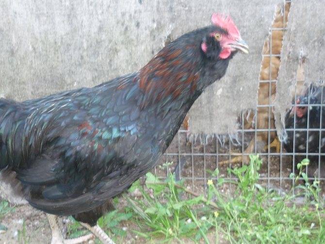 Галан порода кур – описание, фото и видео